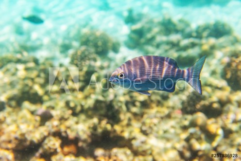 Picture of Colorful fishes and corals underwater life in Maldives snorkeling and diving in exotic destination